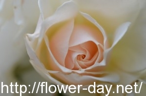rose_white_rose_flower